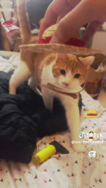 One Piece Luffy Cat Halloween Costume Ideas