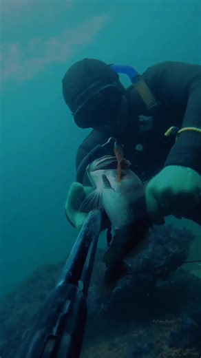 Disparo a Cabrilla 🎯🐟 #cabrilla #pescasubmarina #aventurasmarinas #apnea 🤿