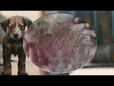 Mangoworm Removal Compilation, Rescue Dog Mangoworms, Vet Mangoworm Treatment ❤️