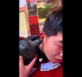 Turtle bite warning: The one mistake that can break your hand