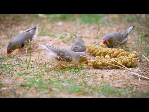 Crazy Bird Sounds to Attract Birds – Zebra Finch Aviary Madness!