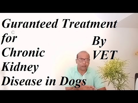 Treatment of Chronic Kidney Disease in Dogs ||VET For PET||