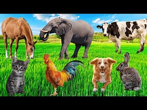 Explore Farm Animals: Cow, Goat, Elephant, Cow, Rabbit, Puppy, Kitten - REAL FARM ZOO