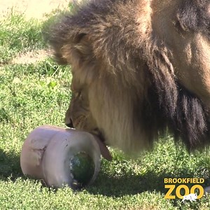 Brutus and Titus are welcoming us to the mane event, and we're filled with pride to celebrate #WorldLionDay! 🦁🦁 Did you know that African lions are considered vulnerable in the wild, and there are estimated less than 25,000 remaining in Africa? When you adopt a lion through Brookfield Zoo's Share the Care program, you contribute to their care here at BZ and help support conservation efforts worldwide. Consider adopting one of our lion brothers today! CZS.org/Titus | Brookfield Zoo Chicago
