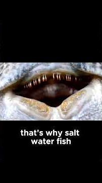 Saltwater vs Freshwater Fish Osmosis Battle #FishFacts #AnimalScience #Shorts!