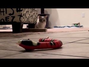 Cats Have Deadly Encounter With Snake - Part Two