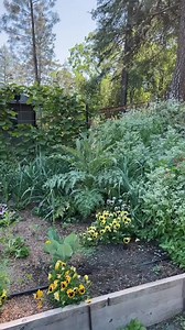 11K views · 293 reactions | Some of the perennials I’m growing in Zone 9 﫶 #perennials #growyourownfood #gardening #zone9garden | DIY HomeGarden | Facebook