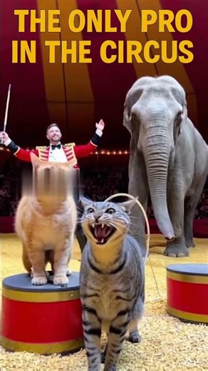 The silliest circus you’ll ever see