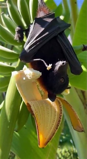 Snack time in the sunshine 🍌🦇 #bats