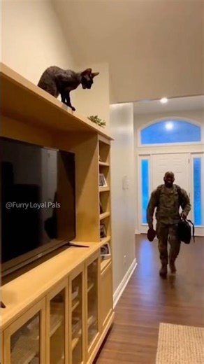 😹 🐈‍⬛ High Ground! Devon Rex (Pixie) screams from TV for Soldier! #cat