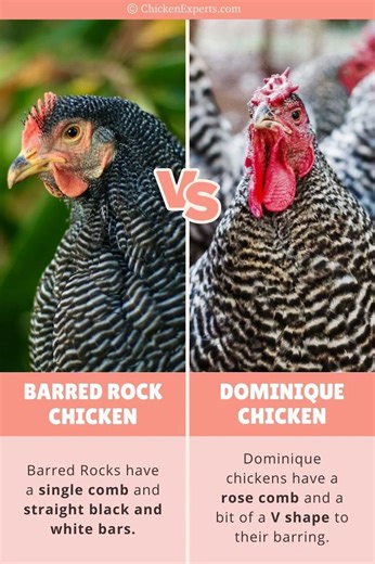 Barred Rock chicken vs Dominique Chicken #plymouth #Dominique #barredrockchickensforsale | Farming Tech& Business