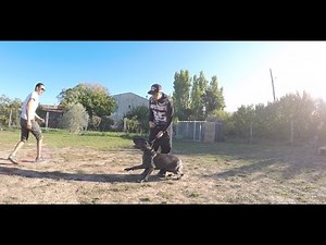 CANECORSO AGRESSIF ATTAQUE HUMAIN / IMPENSABLE DE LE TOUCHER ET POURTANT...