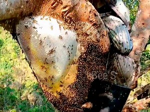 96K views · 866 reactions | Catch the Forest Beehive terrible gourd , Very Delicious Honey | Bee'S | Facebook
