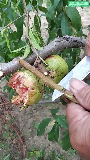 🌿🧩 Vegetative scion grafting for stronger and stable growth