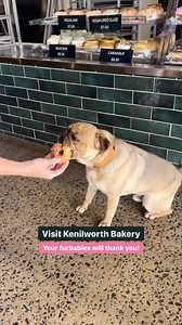🐶🐾 Calling all fur babies (and their humans)! 🐾🐶 We’ve got what the pups are calling the most delicious dog donuts in the country – and honestly, we believe them! 🐕🍩 So, grab your furry bestie and swing by for a treat! Just a quick heads-up: 🐾 At our Mooloolaba Wharf store, your pups are welcome to stroll through where the bakery is. 🚫 Unfortunately, at Kenilworth and Bribie Island, pups aren’t allowed inside – but don’t worry! You can grab a donut for yourself and a doggy donut for them