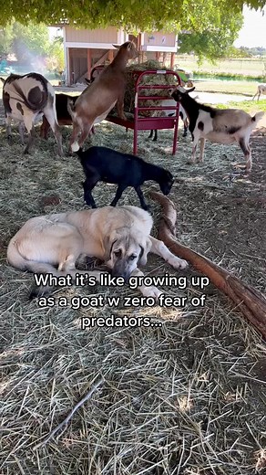 Life as a Fearless Goat: A Farm Adventure