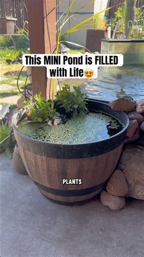 This MINI pond is FINALLY thriving😍 #minipond #patiopond #backyardpond #smallpond #fishkeeping