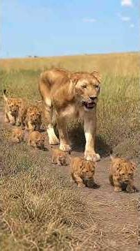 A Mother Lioness Leading Her Tiny Cubs | Serengeti National Park