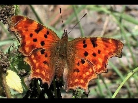 The Comma (Polygonia c-album L., 1858)