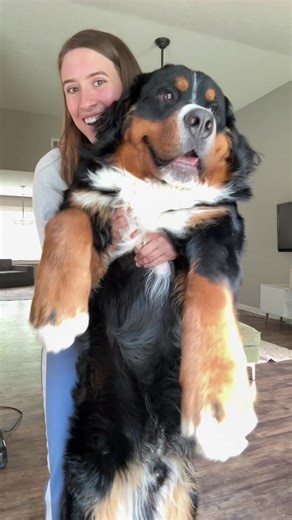 Bernese Mountain Dog Puppy: My Perfect Baby!