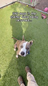 Rubi Rose 🌹 She has a lot of friends at the shelter who love her very much. However, she still spends most of her time in her kennel...waiting. This gorgeous, affectionate, playful girl has been waiting for a true forever family since July 2022…#AdoptRubiRose . . Located at the Town of Hempstead Animal Shelter, Wantagh, New York (Long Island.) If you’re interested in adopting me, please read my shelter bio below. If you have further questions, please email: Adoption@hempsteadny.gov . . Shelter 