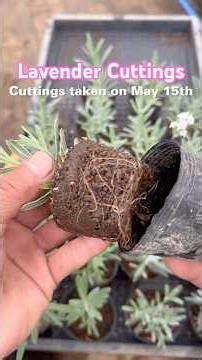 How to Propagate Lavender from Cuttings (Step-by-Step for Beginners)