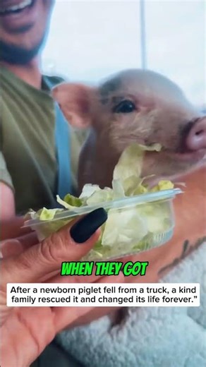 rescued a new born piglet #animals #piglet #rescue