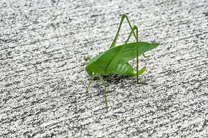 Not just cicadas: Katydids perform nightly love songs in Texas