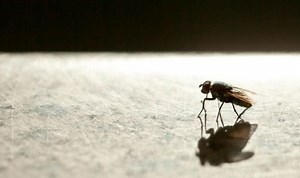 Life hack: TikTok user reveals easy way to get rid of ants