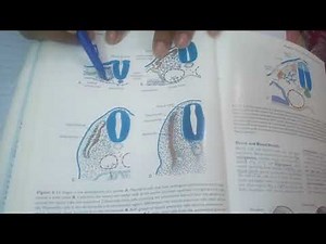 LEARN EASILY! Simplest explanation of somite formation and differentiation