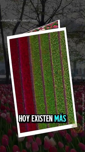 Los tulipanes son flores bulbosas originarias de Asia Central, #FloresHermosas #Primavera 🌷