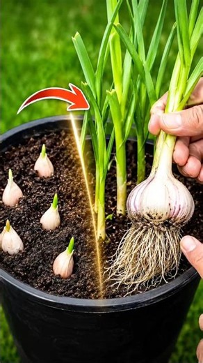 Garlic Growing Magic 🌱🧄 | From Clove to Harvest in a Pot! #GarlicGrowing #Gardening #Shorts