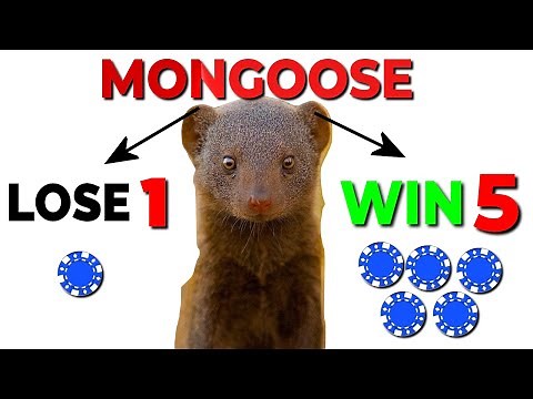 WIN 5 Lose 1 Roulette Strategy! (EXPLAINED)