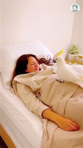 Cockatoo Try to Wake his Owner Up🤣❤