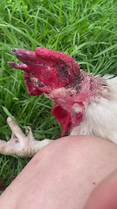 Darling Martin, who was rescued from the meat industry this weekend is sitting on the grass with me. We just had a few minutes where it seemed like he was going to pass away, but now he’s just started pecking at the grass so perhaps we can give him another day of love. | NSW Hen Rescue
