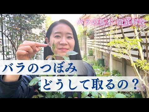 【バラの基礎知識】ピンチ？摘蕾？いつどうやるの？徹底解説