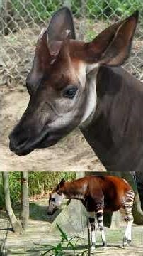 The Okapi: The ‘Myth Animal’ That Turned Out to Be REAL #shorts #zoo