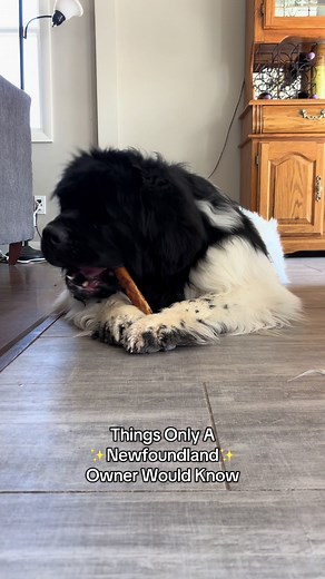 Newfoundland Dogs: Essential Insights Every Owner Should Know