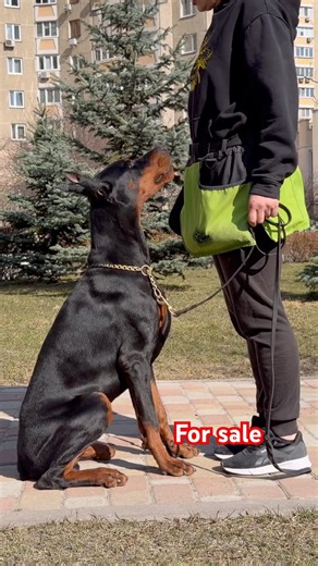 #doberman #dobermantraining #dog #fromislandkorsika