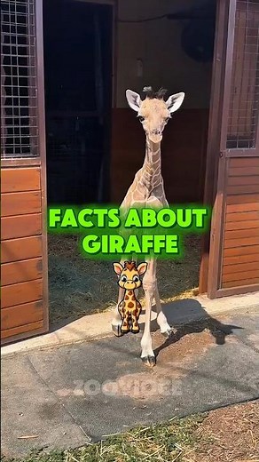 🦒 Amazing Facts About Giraffes You Didn’t Know! 🌿