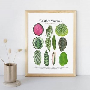 Calathea Varieties - Plant Identification Chart - Digital Download - Etsy Canada