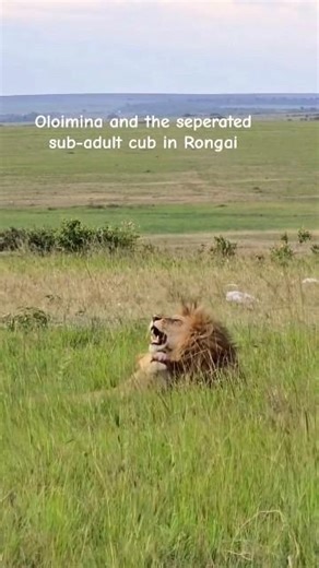 Rongai pride male sub-Adult cub seperated from the pride meet his father Oloimina and was happy