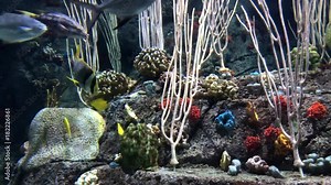 4K HD Video of many varieties of tropical fish swimming around in a coral reef. Coral reefs are diverse underwater ecosystems held together by calcium carbonate structures secreted by corals. Stock Video