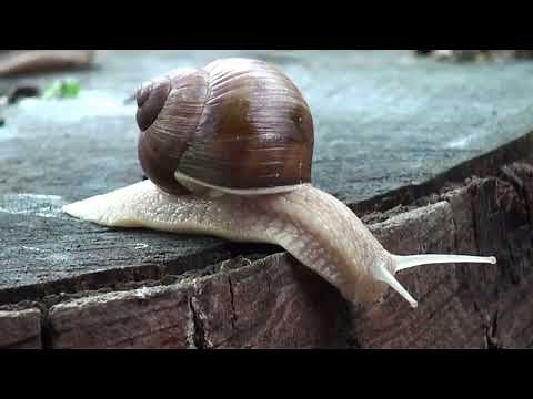 🐌 Amazing Facts About Snails | Slow but Fascinating!