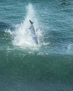 1.3M views · 10K reactions | Red-hot mullet run action in Jupiter, Florida | Paul Dabill Photography | Facebook
