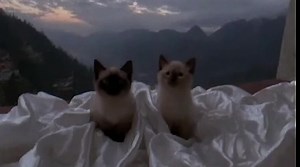 Snuggle vs Cuddle: Understanding the Differences