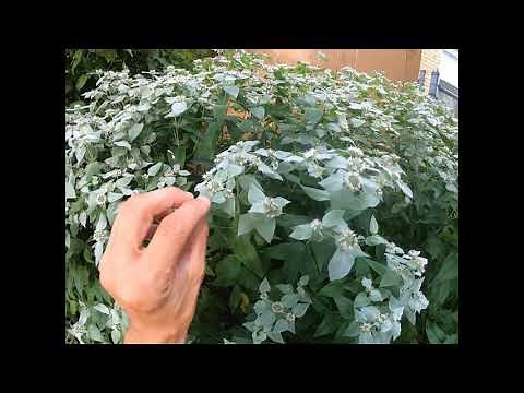 Mountain Mint (Pycnanthemum muticum)