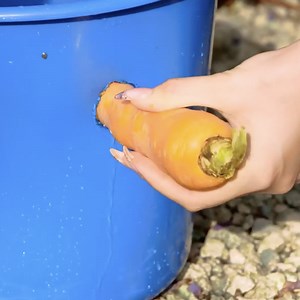 555K views · 1.1K reactions | Pro tips for a flourishing garden | 5-Minute Crafts Like | Facebook