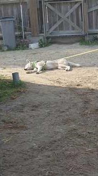 Routine du matin à l'écurie version asmr Part 3( la version avec voix off arrive ) #equestriangirl