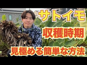 簡単！里芋の収穫時期を見極める簡単な方法！